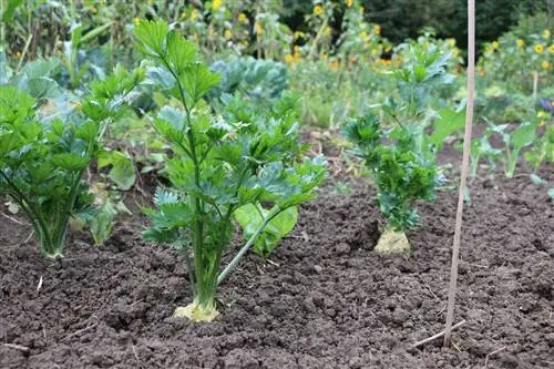 Selino, Apium graveolens: 14 këshilla për rritje