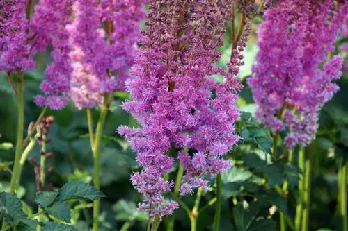 Magnífico mástil - Astilbe