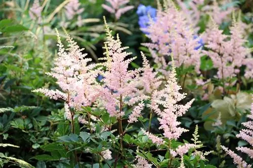 Spiere madhështore, Astilbe: Udhëzime kujdesi nga A - Z