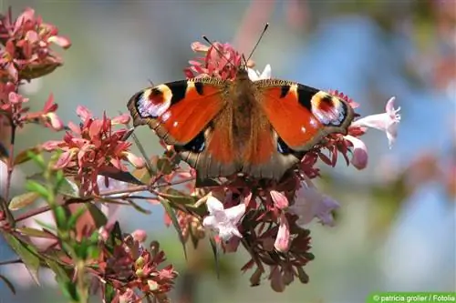 Abalie - አቢሊያ grandiflora