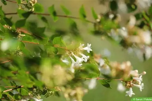 Abalie - አቢሊያ grandiflora