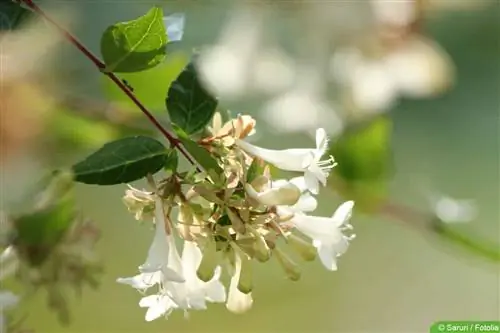 Abalie, Abelia grandiflora: 14 ጠቃሚ ምክሮች ለትክክለኛ እንክብካቤ