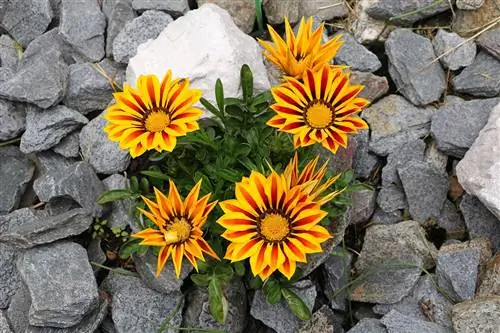 Ari i mesditës - Gazania - Gazanie