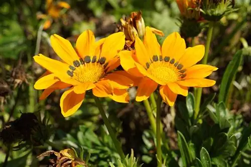 Middagsguld - Gazania - Gazanie