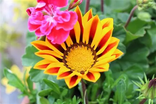 Gazania có cứng rắn không? 6 lời khuyên cho mùa đông