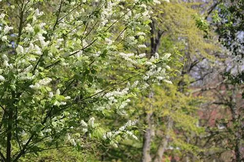 Ciliegio uccello - Prunus padus