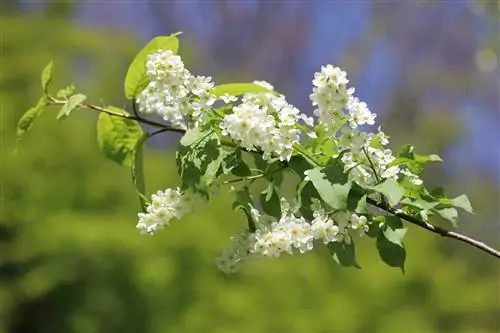 Канаттуу алча - Prunus padus