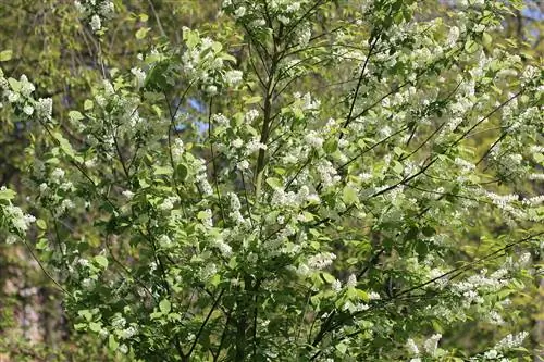 ჩიტის ალუბალი - Prunus padus