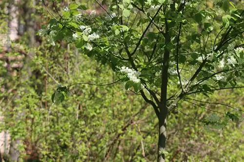 Ciliegio uccello - Prunus padus