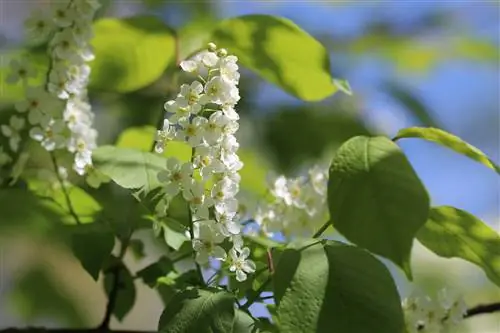 Mustakirsikka, Prunus padus: hoito, leikkaa, lisää &