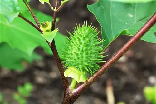 Datura en el jardín: 6 información sobre requisitos de informes y toxicidad