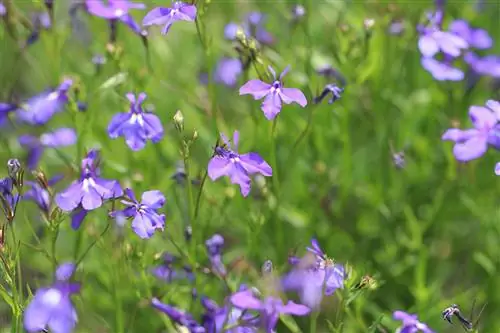 Lojalna wobec mężczyzn - Lobelia