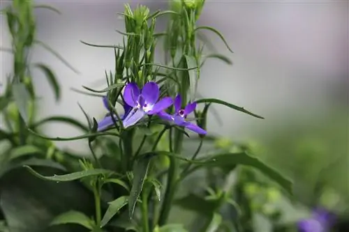 Mannelijke trouwe lobelia's: verzorgingsinstructies van A tot Z