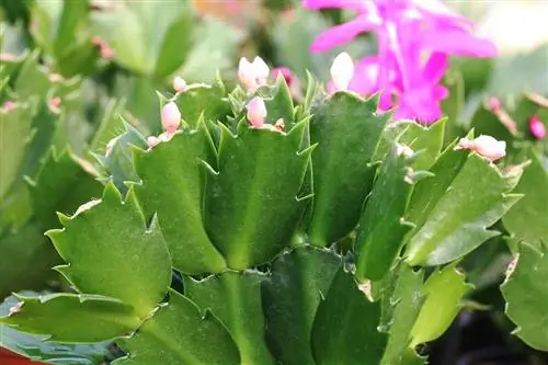 Սուրբ Ծննդյան կակտուս (Schlumbergera) բողբոջներով և ծաղիկներով