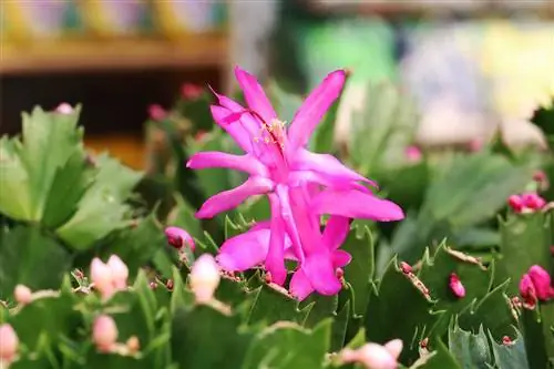 ต้นกระบองเพชรคริสต์มาส(Schlumbergera) ที่มีดอกตูมและดอกไม้