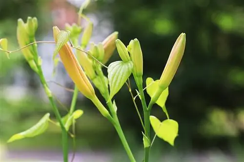 زنبق النهار الأصفر والأحمر - Hemerocallis fulva