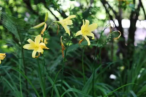 Daylily - Hemerocallis