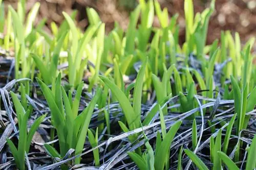 Daglilja - Hemerocallis