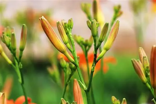 زنبق النهار الأصفر والأحمر - Hemerocallis fulva