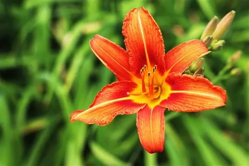 Crini de zi, Hemerocallis: Îngrijire de la A la Z