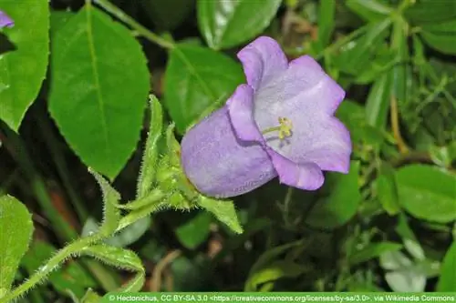 St. Mary's Bellflower - Campanula ortamı