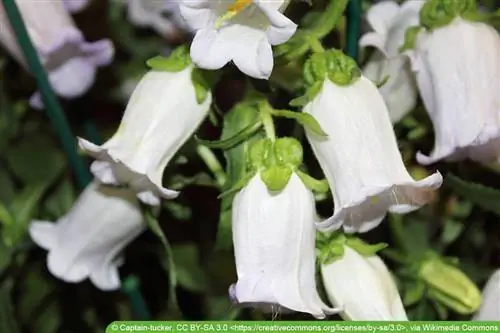 Lady's Bellflower, Campanula medium: versorgingsinstruksies