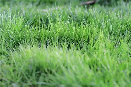 Mulch with grass clippings