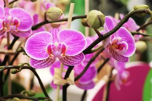 Orchidaceae - Phalaenopsis - Orkide