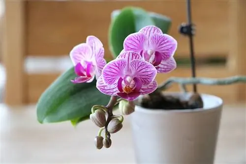 Orchidaceae - Phalaenopsis - Orkide