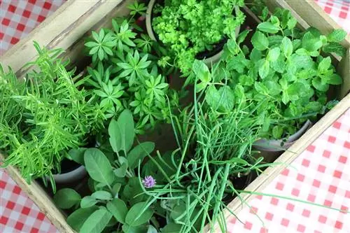 Paggawa ng herb bed: 13 tip para sa pag-aayos