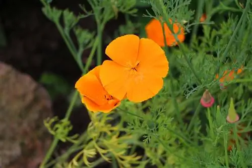 Mac de California - Eschscholzia california