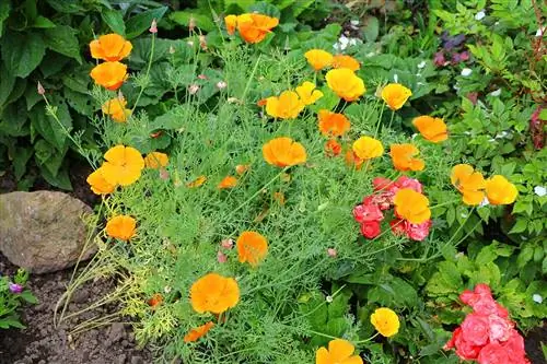 California poppy - Eschscholzia california