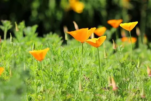 Poppy ya California - Eschscholzia california