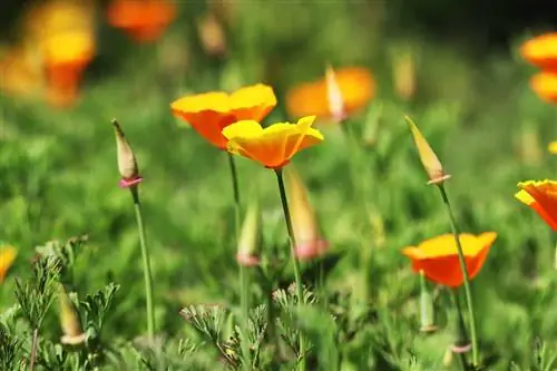 Kalifornský mak, Eschscholzia californica: návod na údržbu