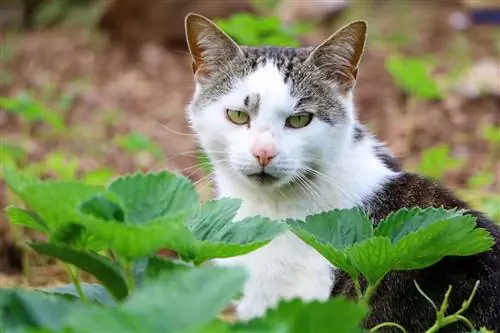 Köstebek cırcır böceklerine karşı kedi