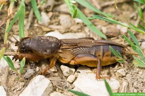 Köstebek kriket: Onlarla savaşmak zorunda mısın? - Bahçedeydik