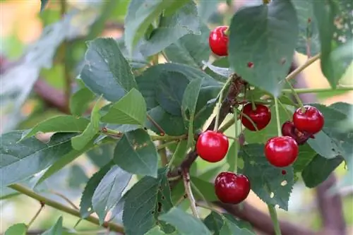 Surkörsbär - Prunus cerasus