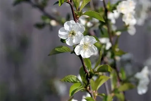 Surkörsbär - Prunus cerasus