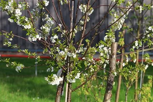 Albalı - Prunus cerasus