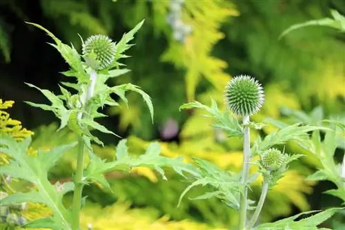 Бөмбөрцөг Thistle - Echinops