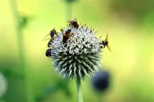 Globus Thistle - Echinops