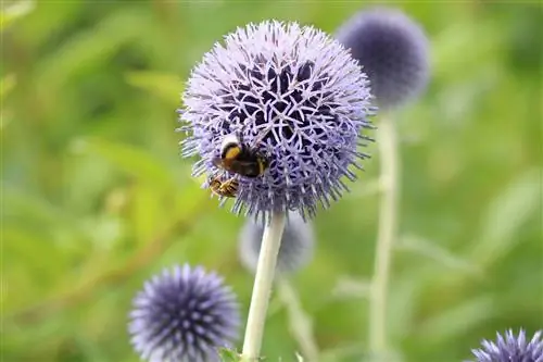 Globus Thistle - Echinops