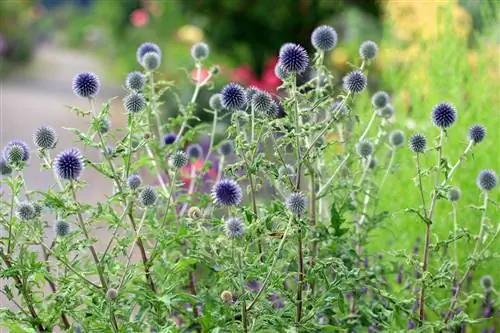 Goed voor boldistel zorgen - 10 tips voor de verzorging