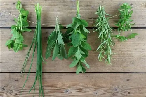 Drying fresh herbs: Make your own spices