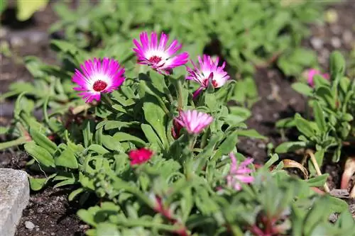 Pianta del ghiaccio - Dorotheanthus bellidiformis