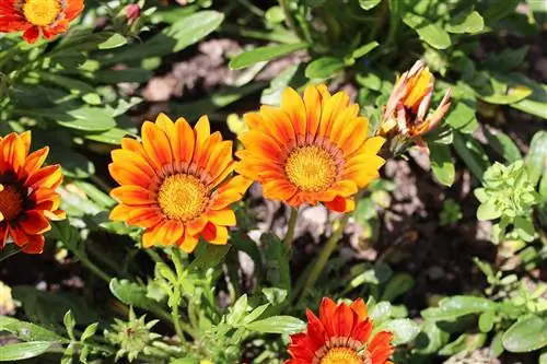 Middagsguld - Gazania