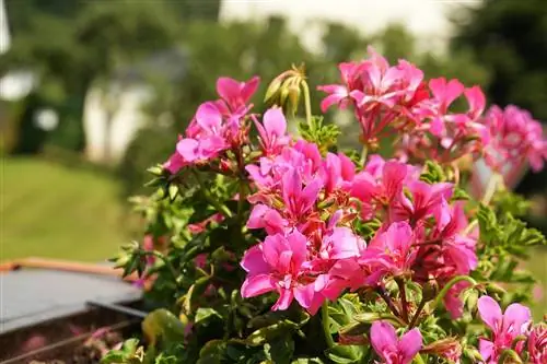 Pelargoniums - Pelargonium