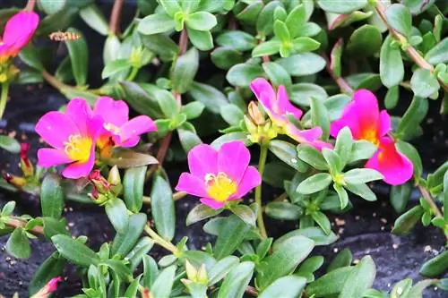 Semizotu kurbağaları - Portulaca grandiflora