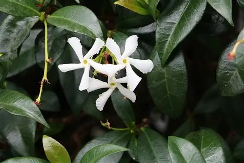 نجمة الياسمين - Trachelospermum jasminoides