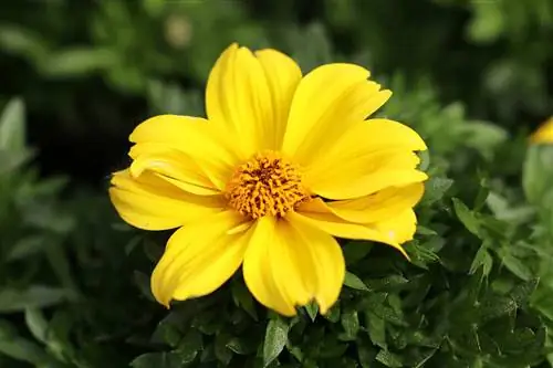 Biden - Bidens ferulifolia